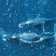 北極露脊鯨