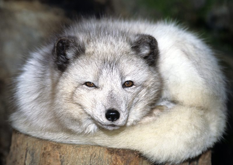 北極狐指名亞種