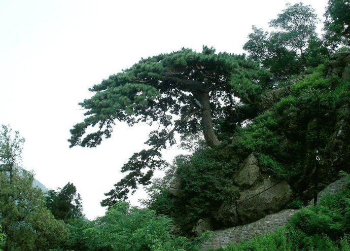 泰山迎客松 泰山迎客松