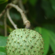 山刺番荔枝 山刺番荔枝