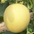 金香蜜 金香蜜