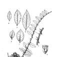 刺殼花椒
