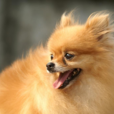 博美犬(松鼠狗) 博美犬(松鼠狗)