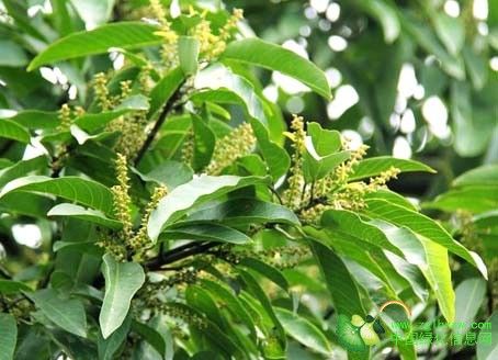 膝柄木屬 膝柄木屬