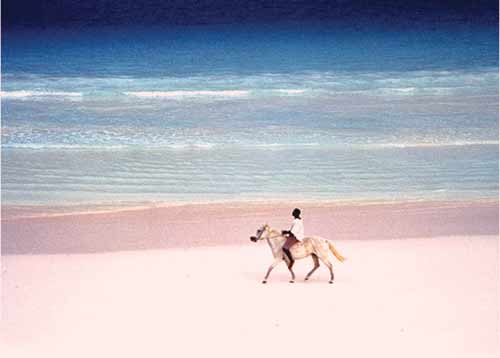哈勃島的粉色沙灘