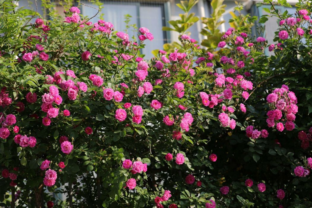 巴東薔薇 巴東薔薇