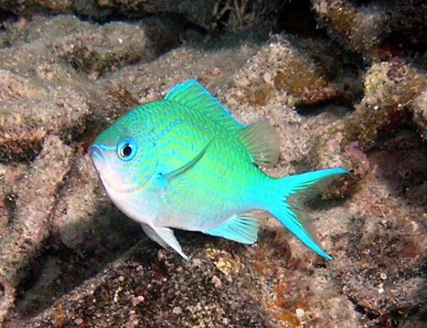 月腋光鰓魚 月腋光鰓魚