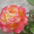 東方亮(薔薇屬栽培品種) 東方亮(薔薇屬栽培品種)
