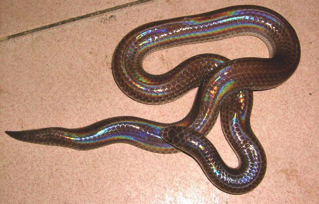 海南閃鱗蛇