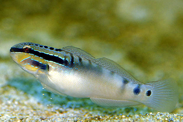 瞳鰕虎魚屬 瞳鰕虎魚屬