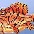 三棘獅子魚