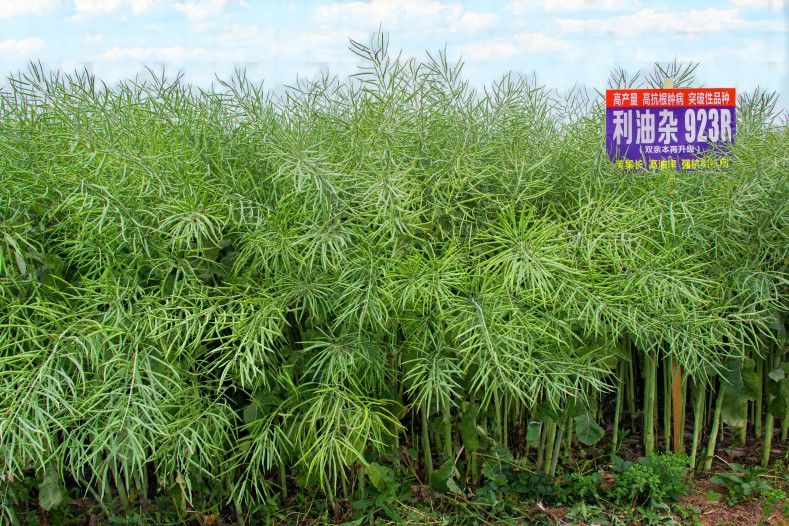 利油雜923R 利油雜923R