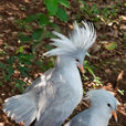 鷺鶴(鳥綱動物)