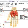 小拇指球