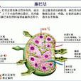 重鏈病 重鏈病