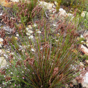 Thamnochortus fraternus