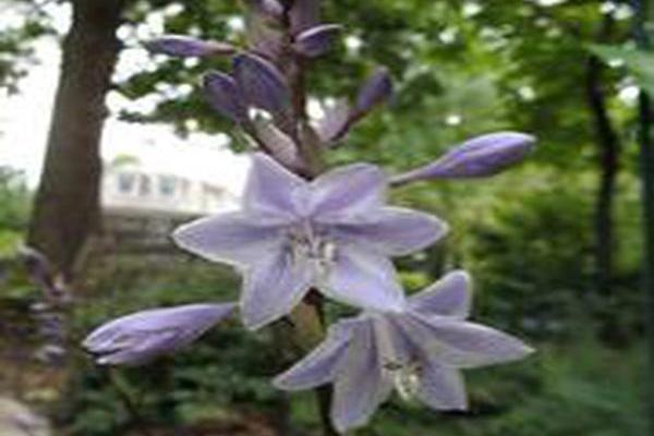 Hosta \x27Miss Ruby\x27