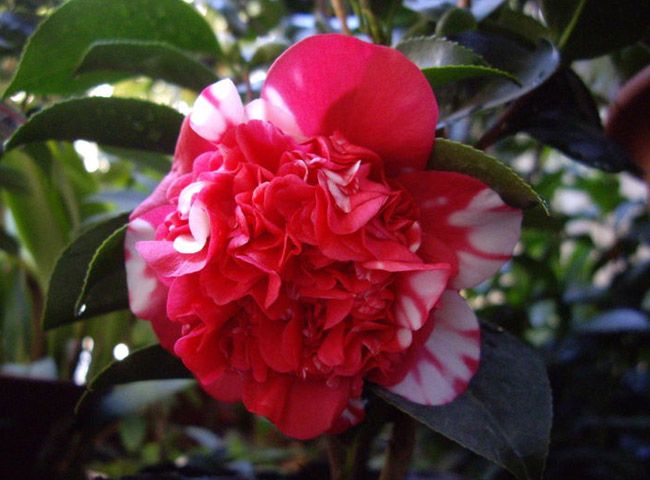 花佛鼎 花佛鼎