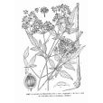 弓翅芹 弓翅芹