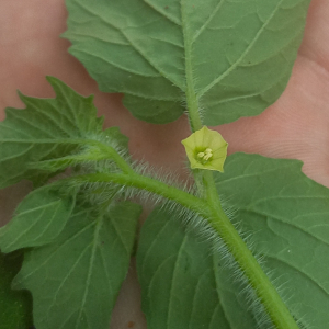 Physalis ampla