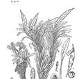 長果叢菔 長果叢菔