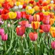 鬱金香(tulip)