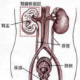老年人尿路感染 老年人尿路感染