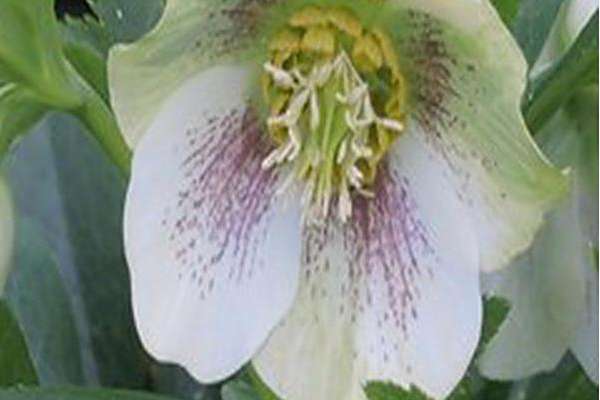 Helleborus × hybridus \x27White Lady\x27 Helleborus × hybridus \x27White Lady\x27
