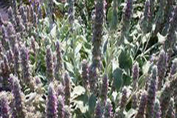 Stachys byzantina \x27Striped Phantom\x27 Stachys byzantina \x27Striped Phantom\x27