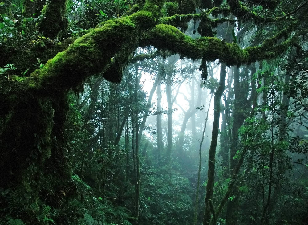 澳洲：熱帶雨林的記憶