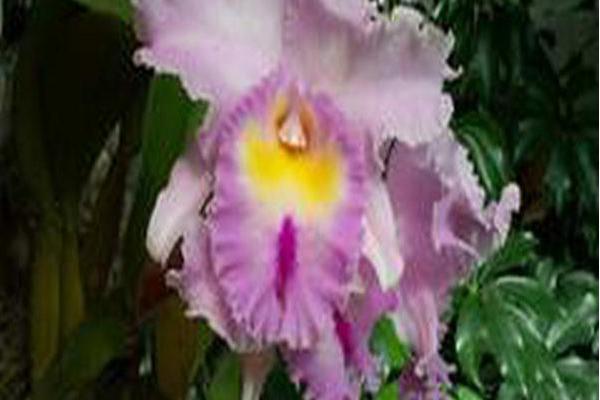 Cattleya (group) Cattleya (group)
