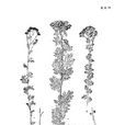 黃花亞菊 黃花亞菊
