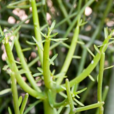 綠玉樹(中藥) 綠玉樹(中藥)