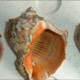 捕章魚螺殼