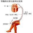 非條件反射(簡單眼射) 非條件反射(簡單眼射)