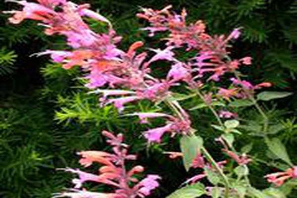 Agastache \x27Summer Breeze\x27