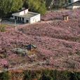 雙溪鄉(四川省漢源縣雙溪鄉) 雙溪鄉(四川省漢源縣雙溪鄉)