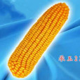 承玉22(蒙認玉2011009號) 承玉22(蒙認玉2011009號)