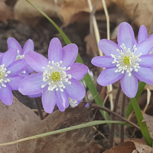 Hepatica acutiloba