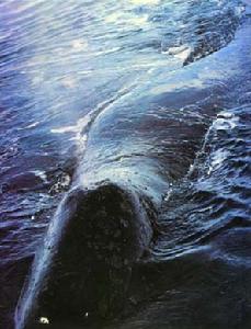 北極露脊鯨圖6