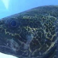 虎斑鱖魚 虎斑鱖魚