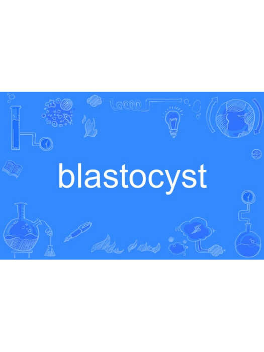 blastocyst blastocyst