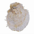 紫斑海菊蛤 紫斑海菊蛤