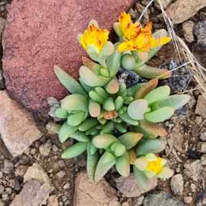 Rhinephyllum luteum