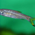 李氏眶燈魚 李氏眶燈魚
