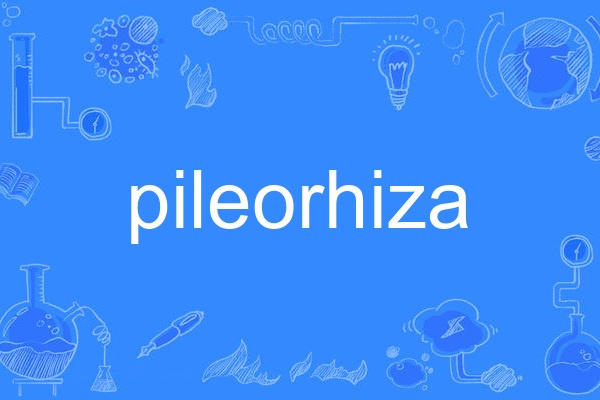 pileorhiza