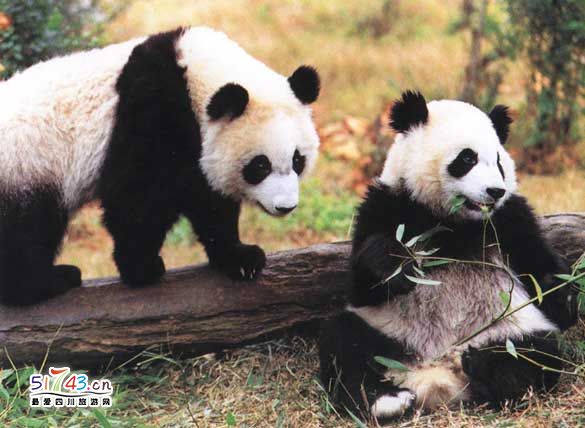 保護區內的大熊貓