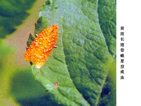 黃斑卷蛾