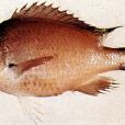 煙色光鰓魚 煙色光鰓魚