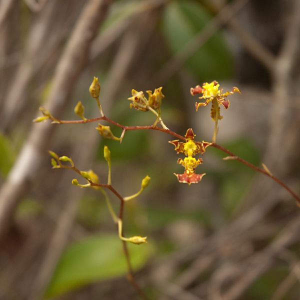 Tolumnia lucayana